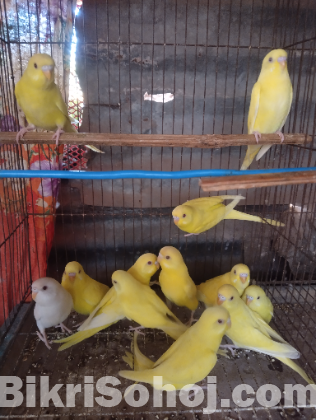 লোটিনো রেড আই বেবি